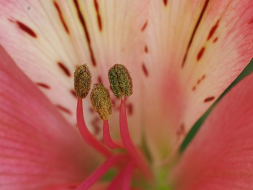 Alstroemeria