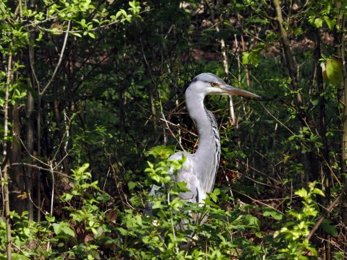 Blauwe Reiger