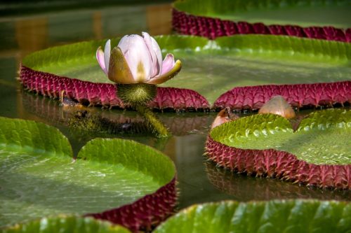 RiavdH_de Oude Hortus (2)